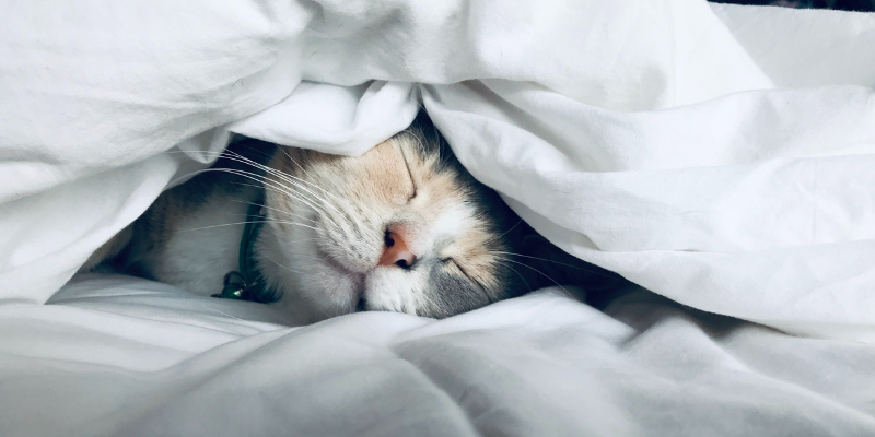15 Tips to Improve the Quality of your Sleep - cat sleeping under the covers