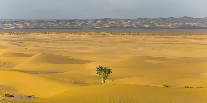 Optimal Health Quiz - single tree in the desert